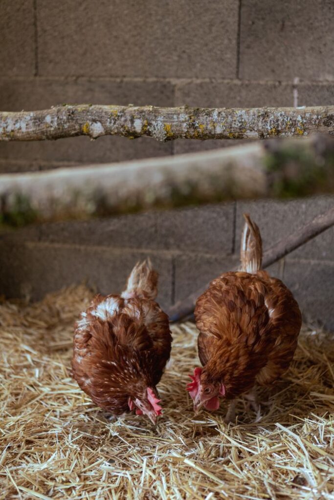 Two hens feeding on hay inside a barn, showcasing rural farm life.