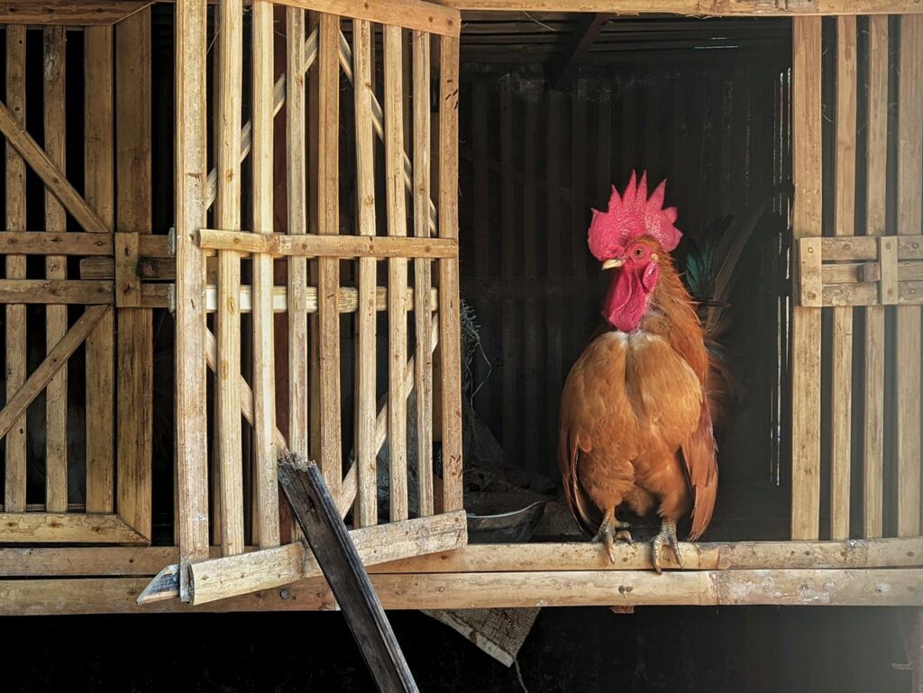 A vibrant rooster stands at the entrance of a rustic wooden coop, highlighting farm life.