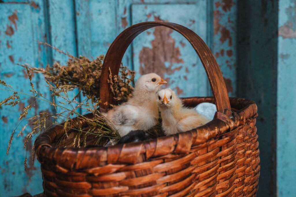 Cute baby chicks nestled in a wicker basket against a rustic wooden background.