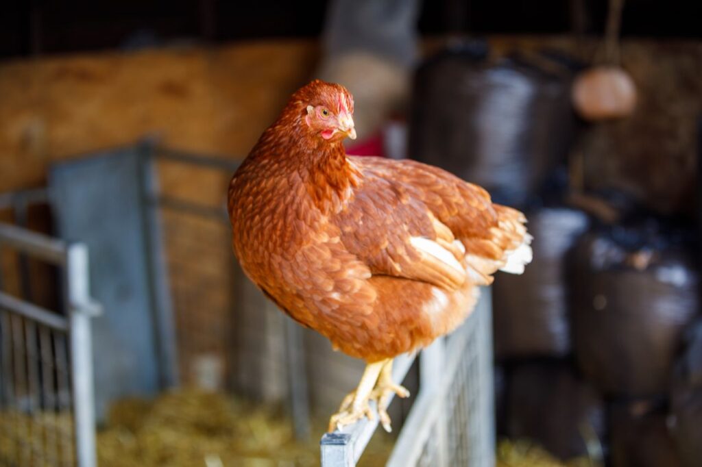 A reddish-brown hen perched on a metal gate in a rustic farm barn setting.