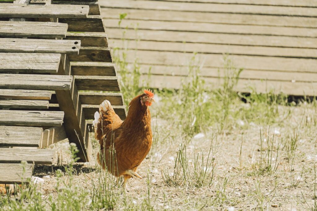 A brown hen exploring outdoors near a wooden chicken coop in a sunny farm setting.