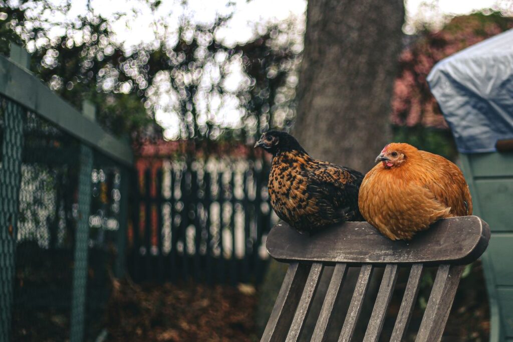 Two chickens with vibrant plumage resting on a wooden chair in a backyard setting.