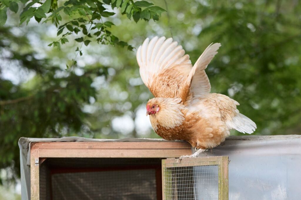 A hen with beige plumage gracefully spreads its wings atop a farm coop in a rural outdoor setting.