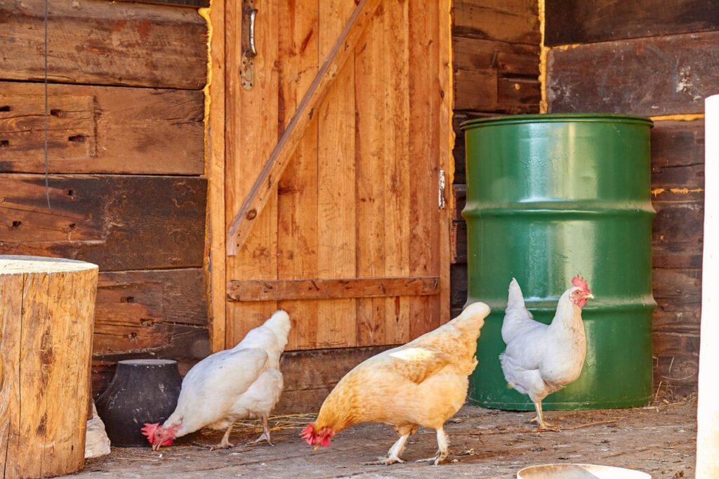 Three chickens pecking near a rustic barn door in a farm setting.