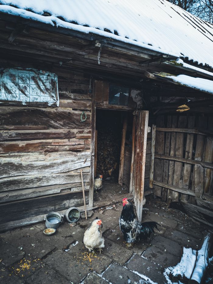 Cozy wooden chicken coop with chickens in a snowy, rustic winter setting.